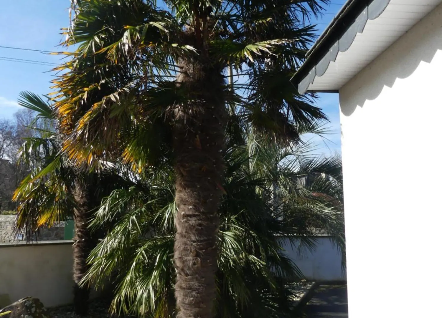 Les Palmiers Villa Penvenan